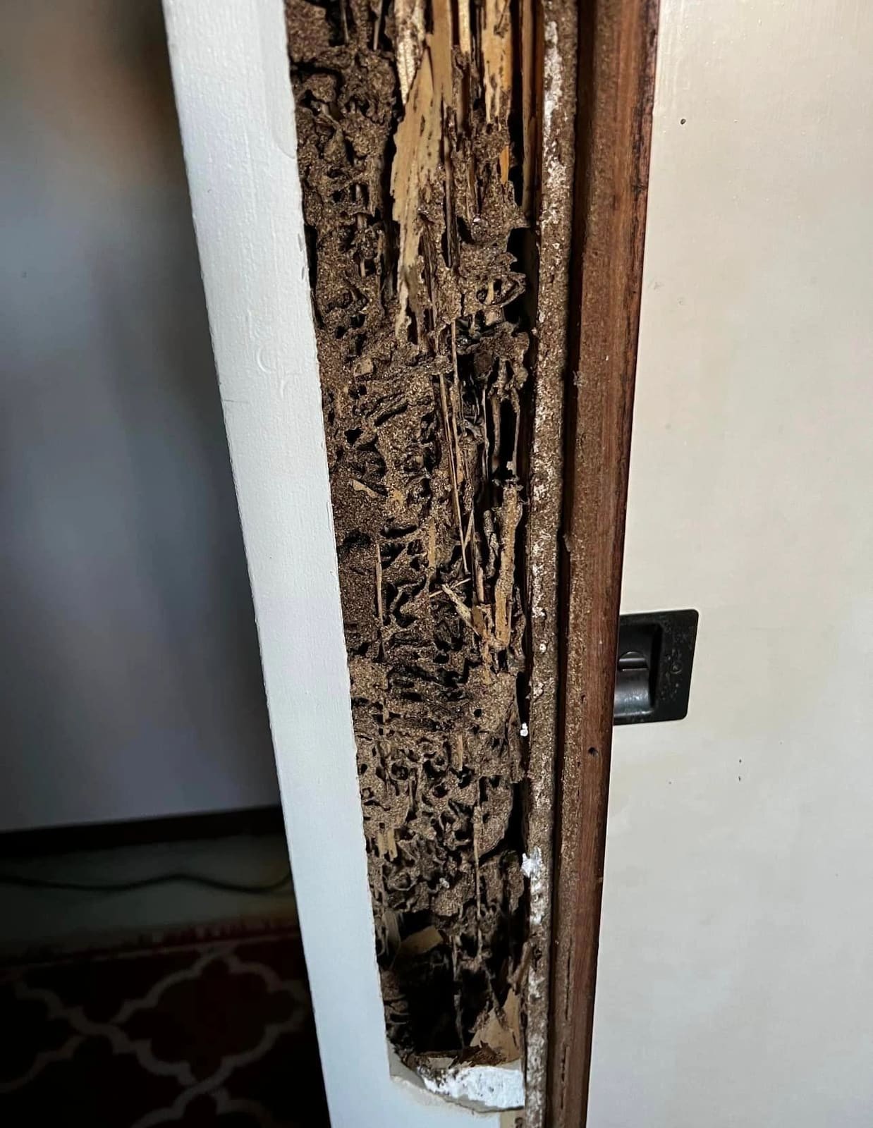 Termite-damaged framing rebuilt — photograph 4