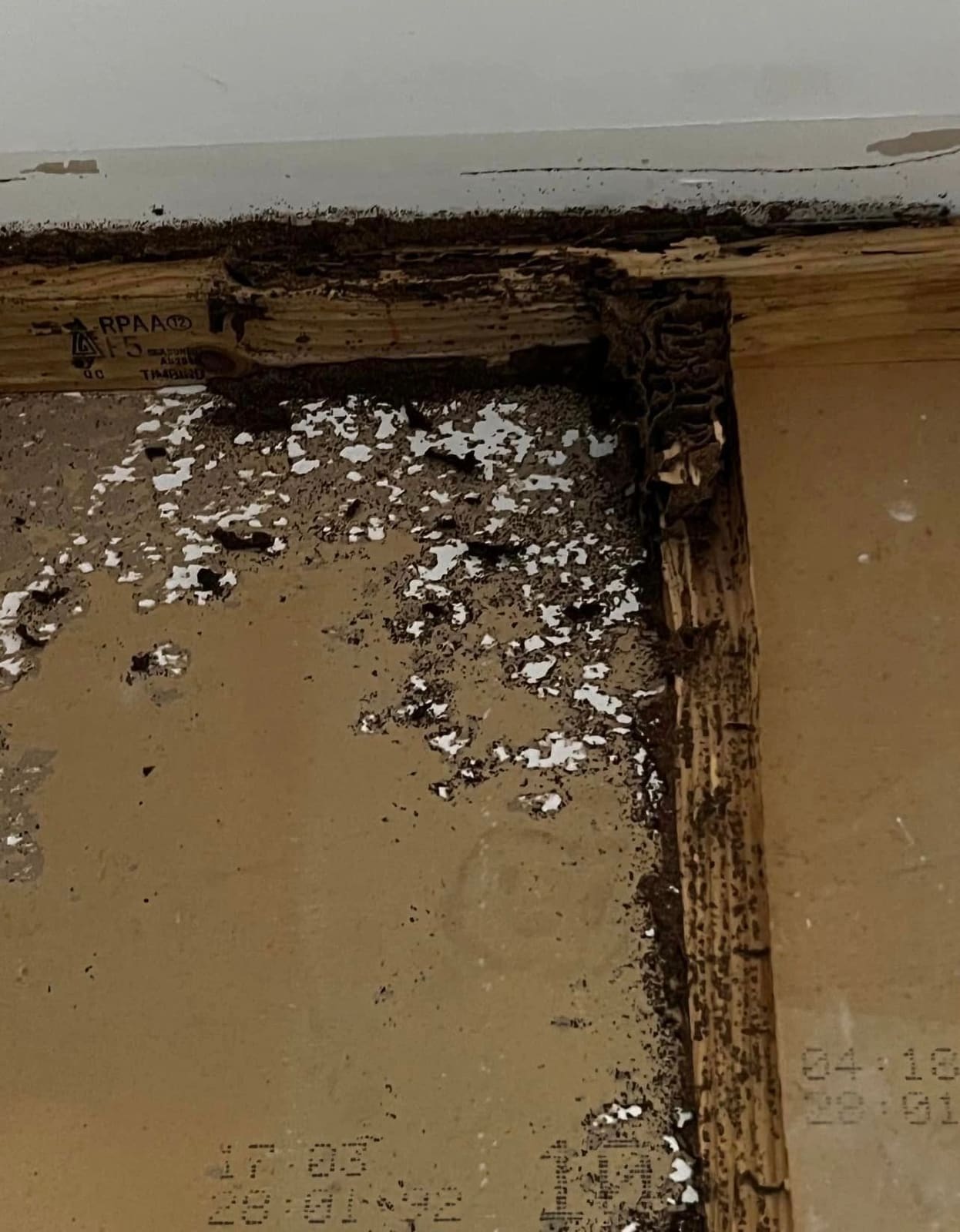 Termite-damaged framing rebuilt — photograph 5