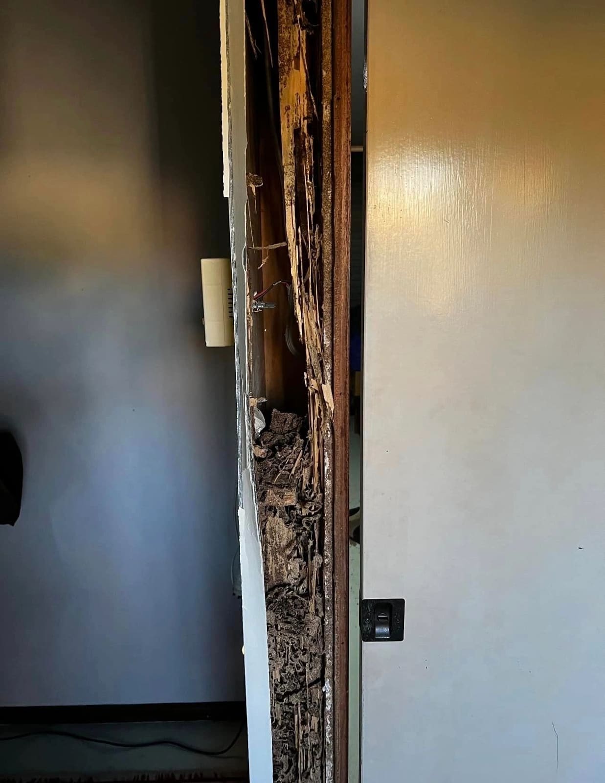 Termite-damaged framing rebuilt — photograph 6