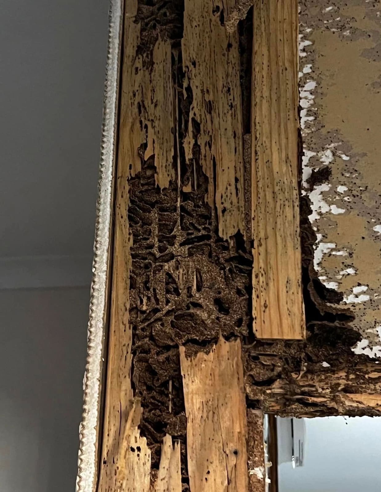 Termite-damaged framing rebuilt — photograph 7